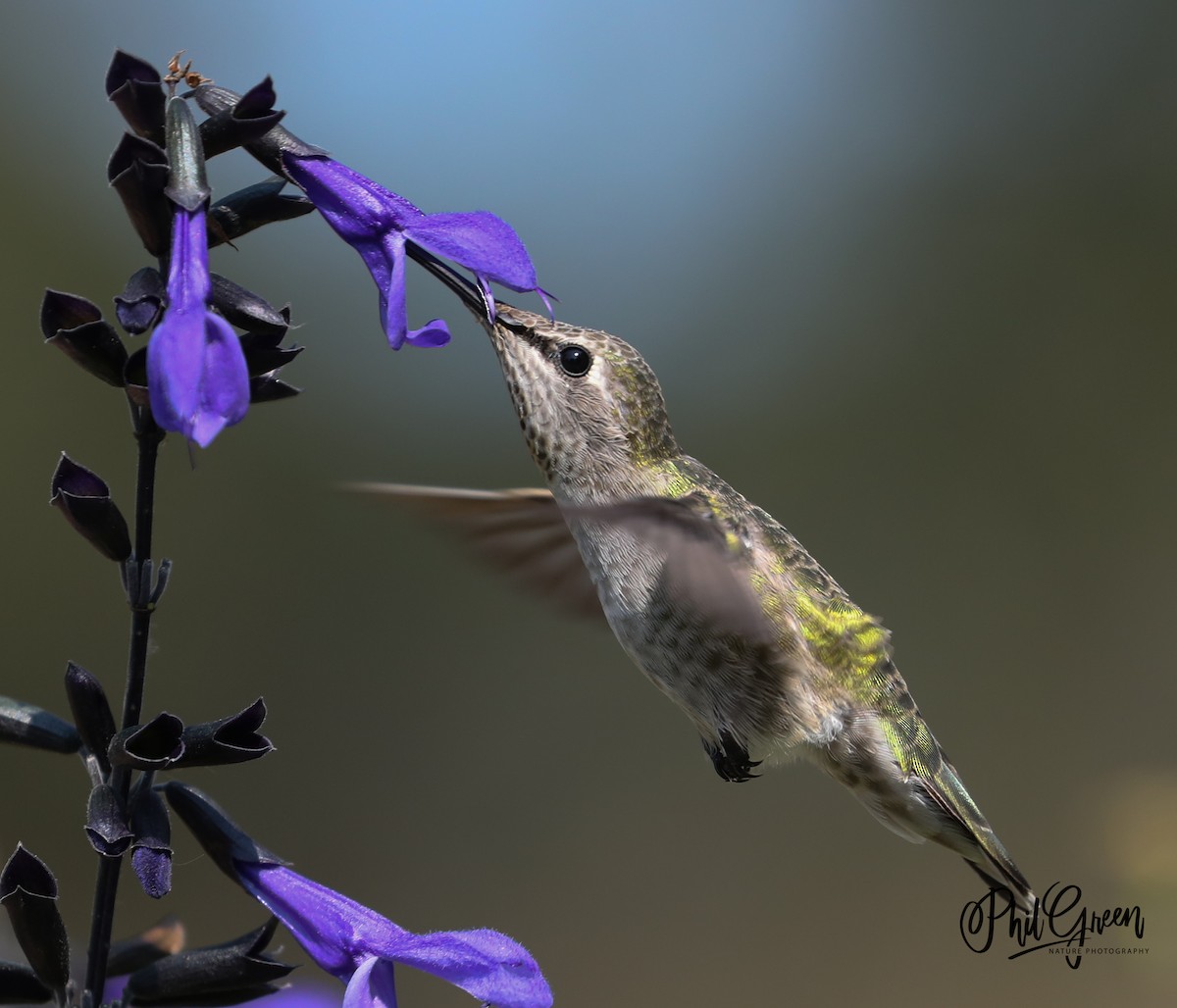 Anna's Hummingbird - Phil Green