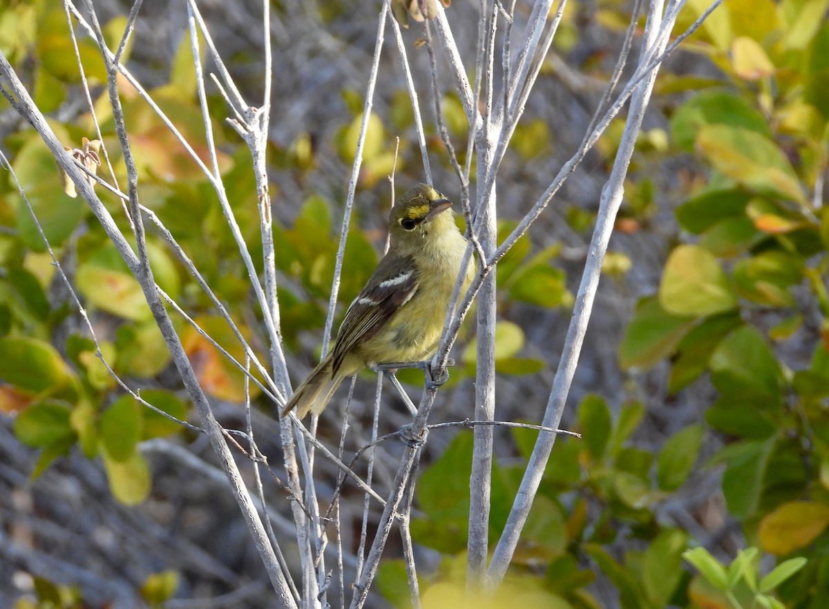 Thick-billed Vireo - ML358545761