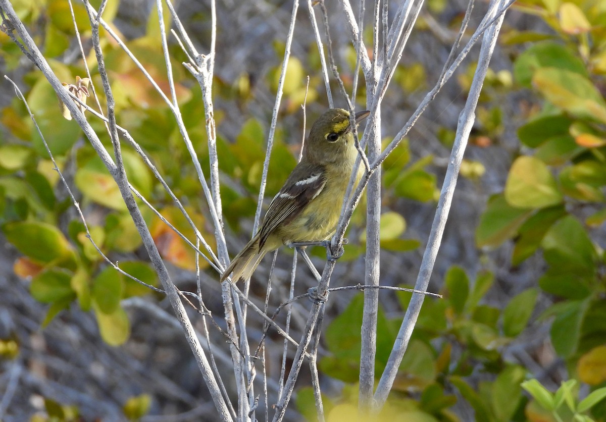 Thick-billed Vireo - ML358545891