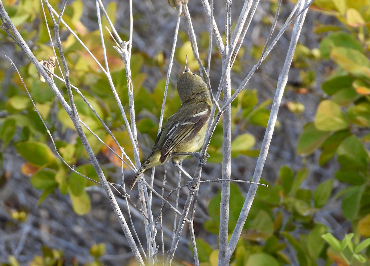 Thick-billed Vireo - ML358545901