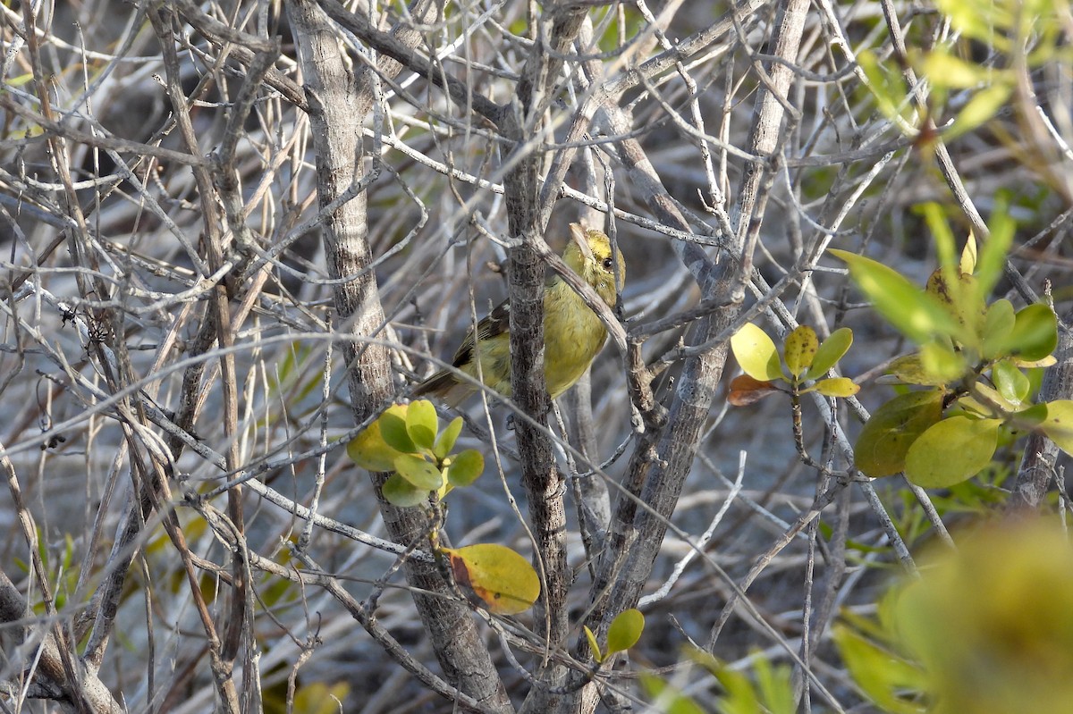 Thick-billed Vireo - ML358545911