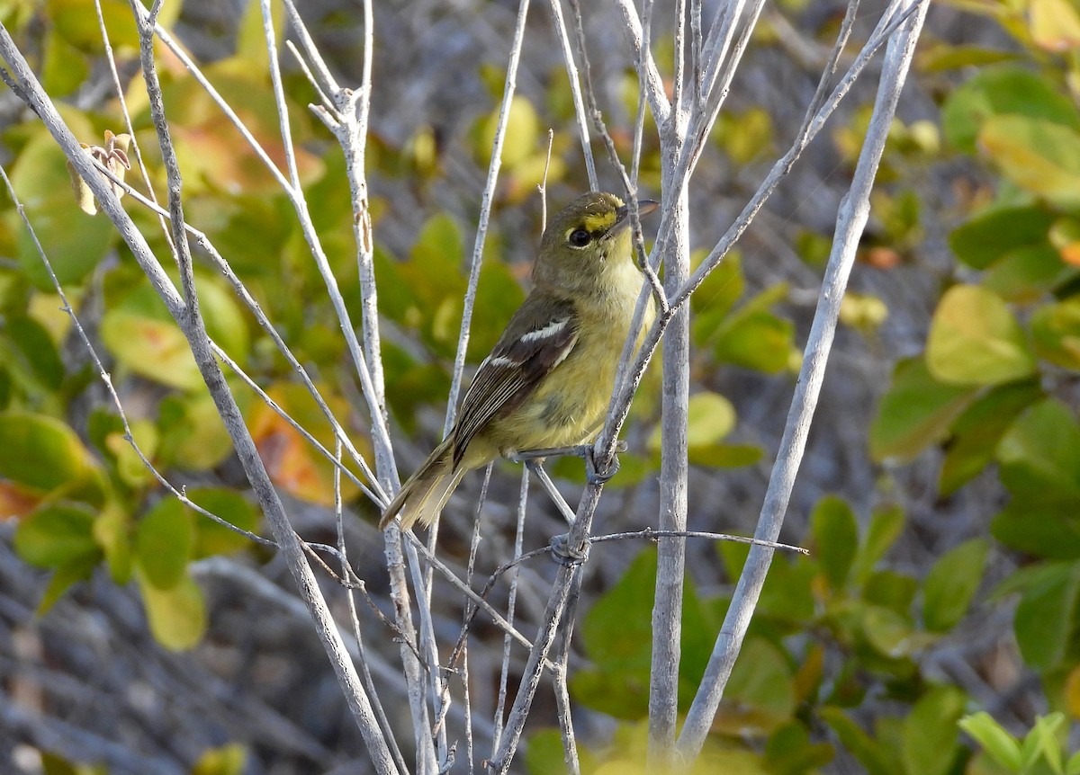 Thick-billed Vireo - ML358545961