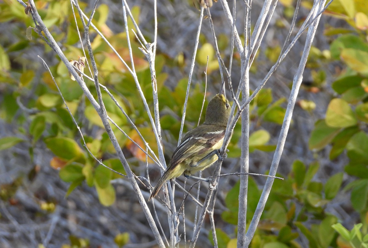 Thick-billed Vireo - ML358546001