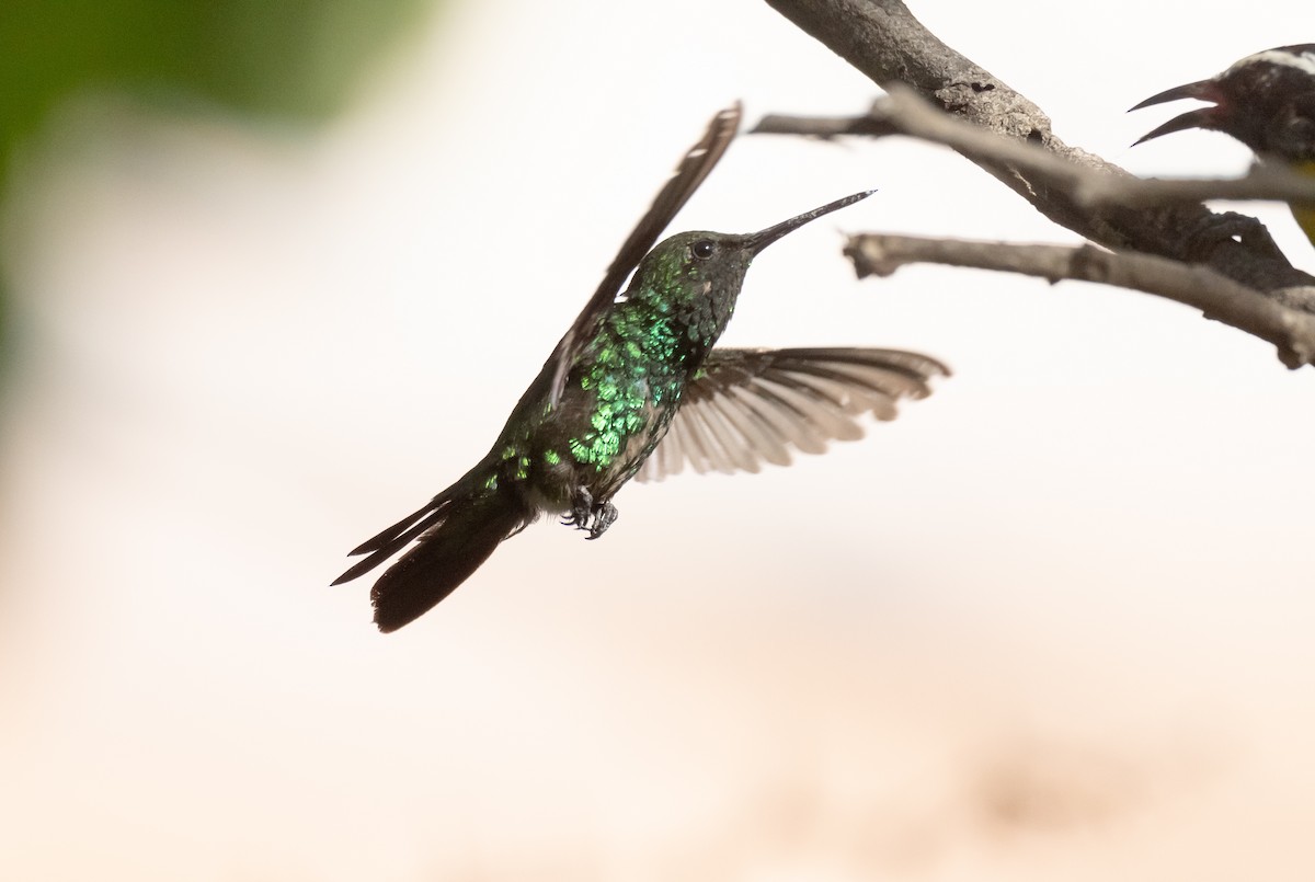 Blue-tailed Emerald - ML358546031