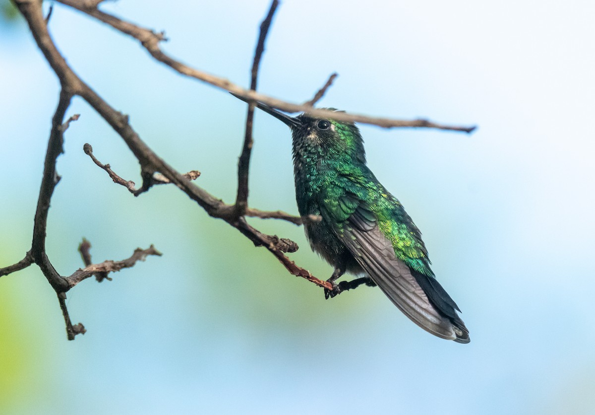 Blue-tailed Emerald - ML358546281