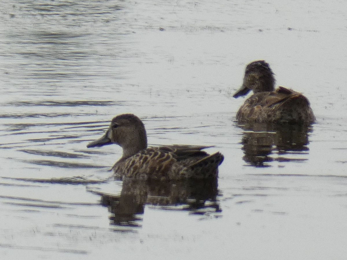 Blue-winged Teal - ML358551111