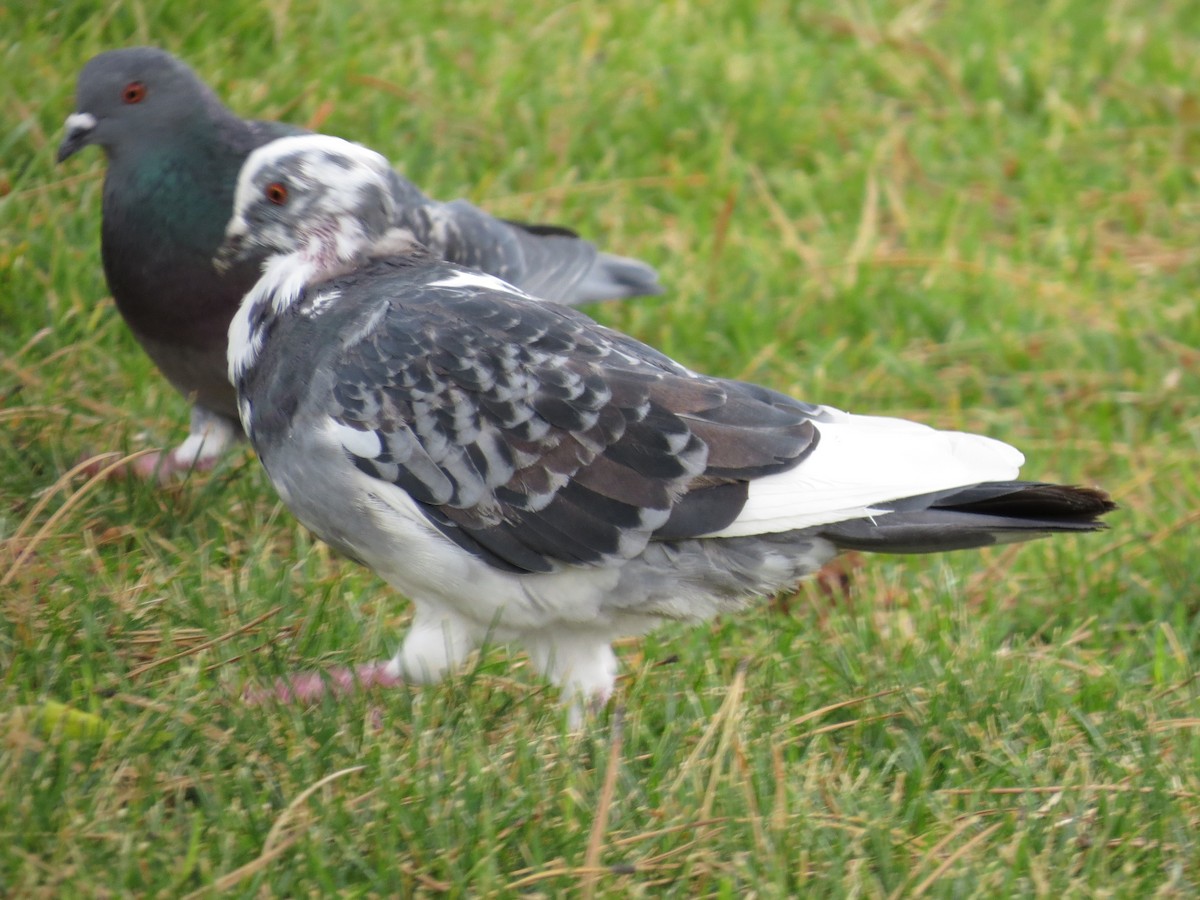 Rock Pigeon (Feral Pigeon) - ML35855311