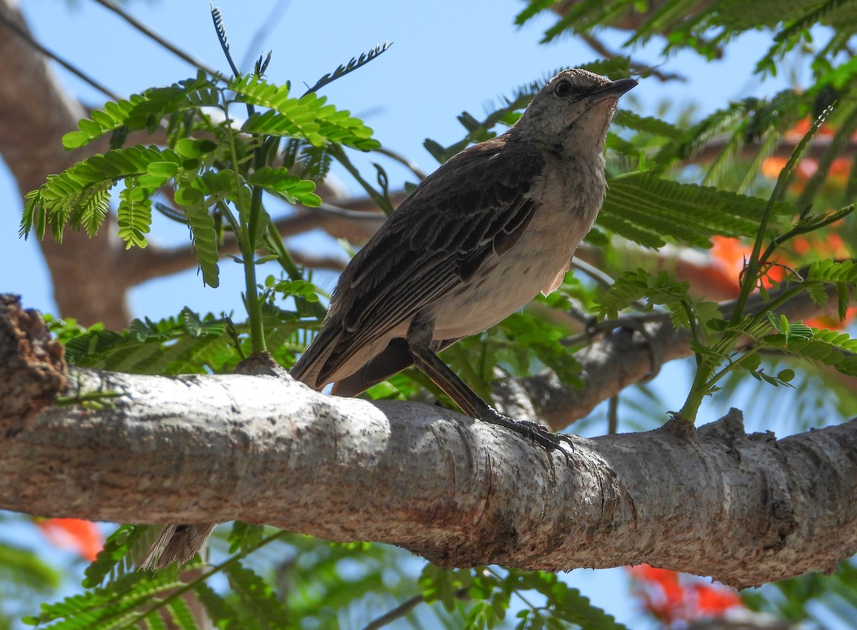 Bahama Mockingbird - ML358553151