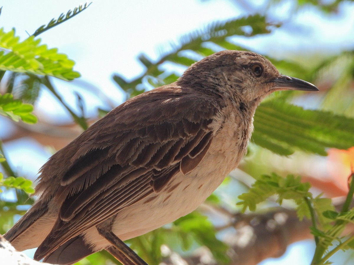 Bahama Mockingbird - Pam Rasmussen