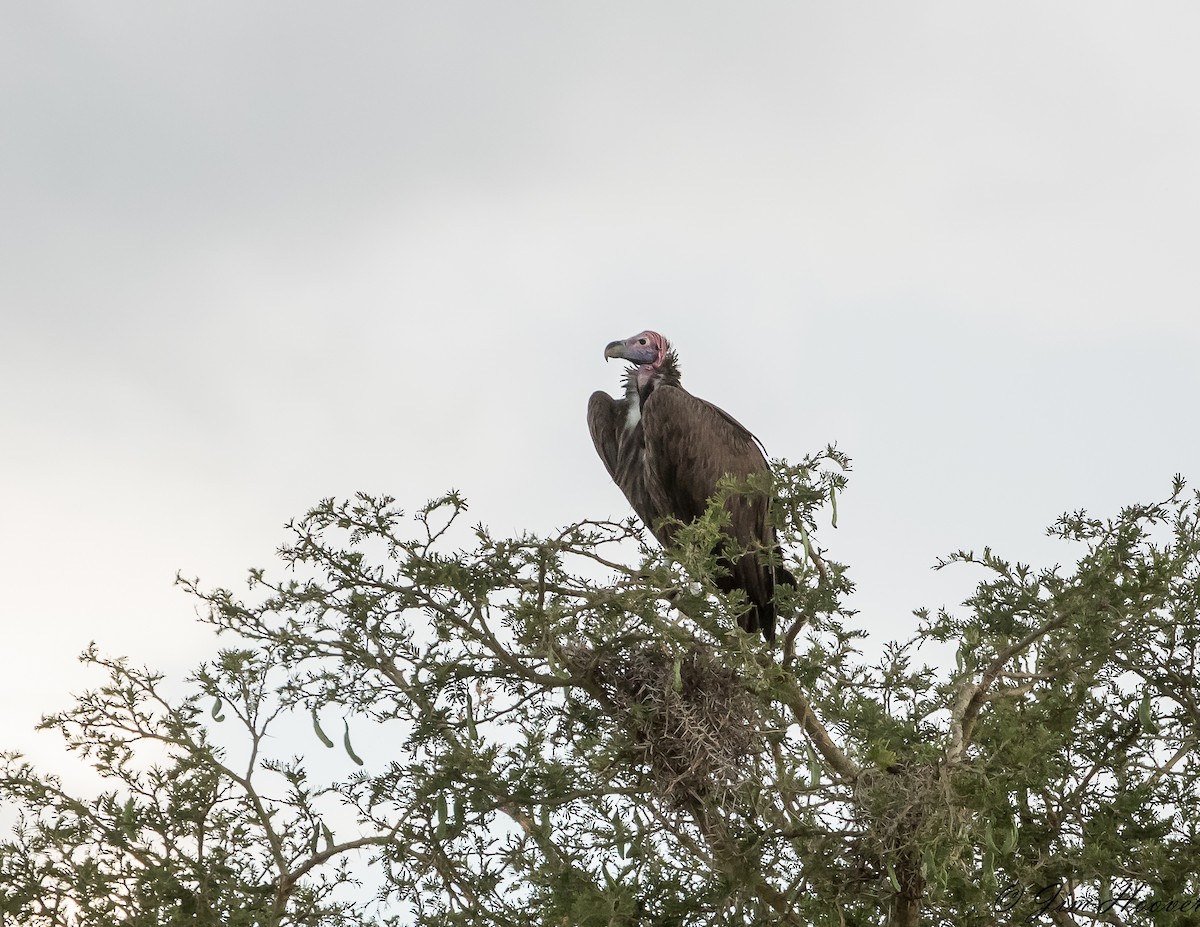 Lappet-faced Vulture - ML358553191