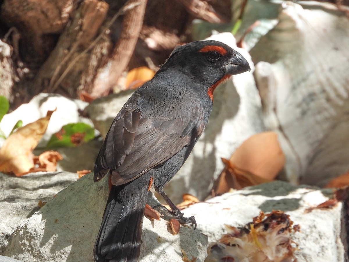 Greater Antillean Bullfinch - ML358553471