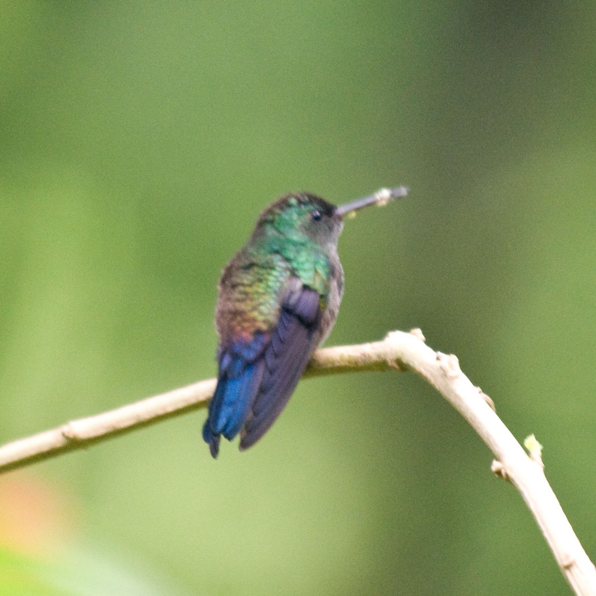 Blue-vented Hummingbird - Russ Wigh