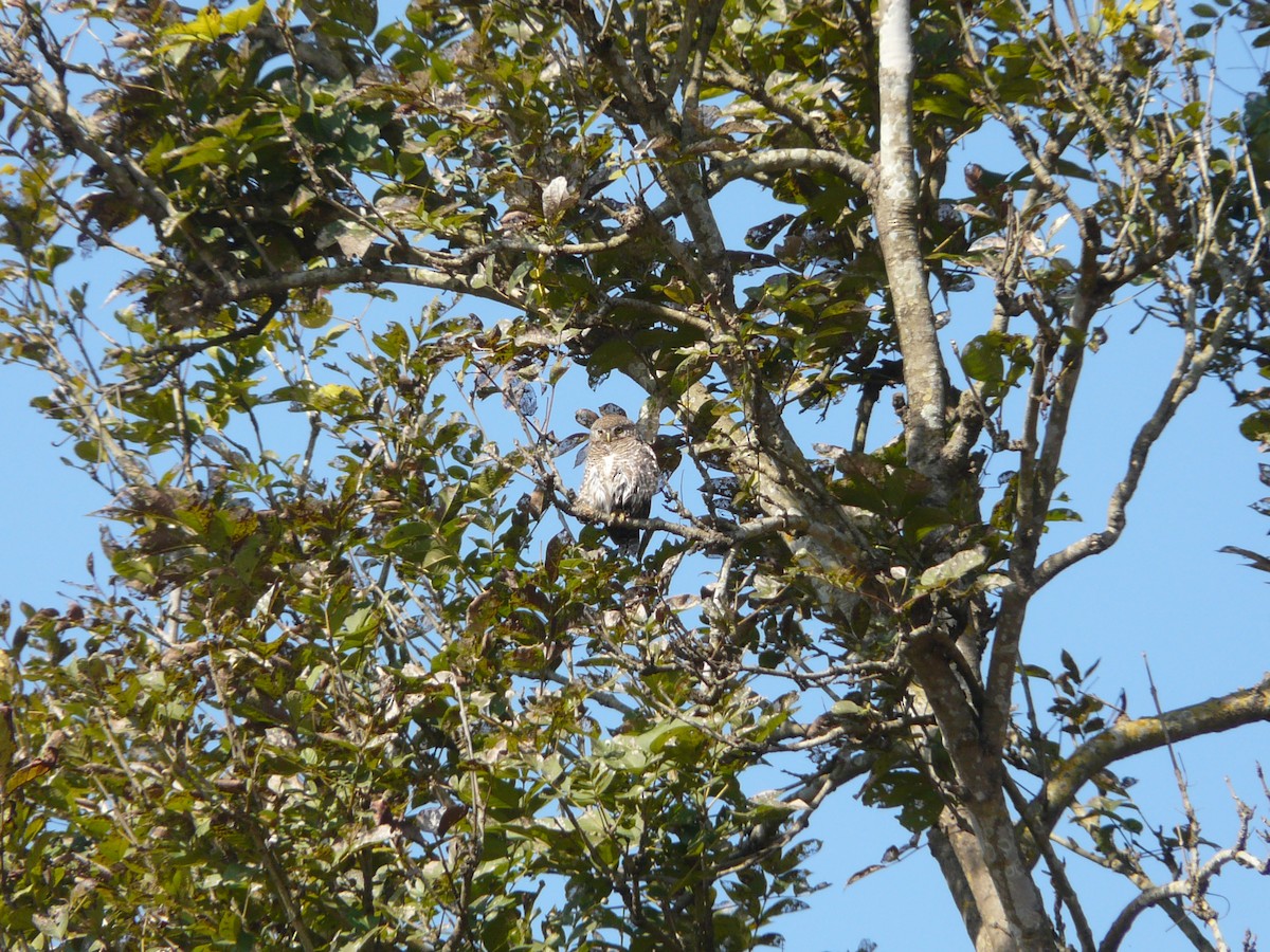 Asian Barred Owlet - Bill Crins