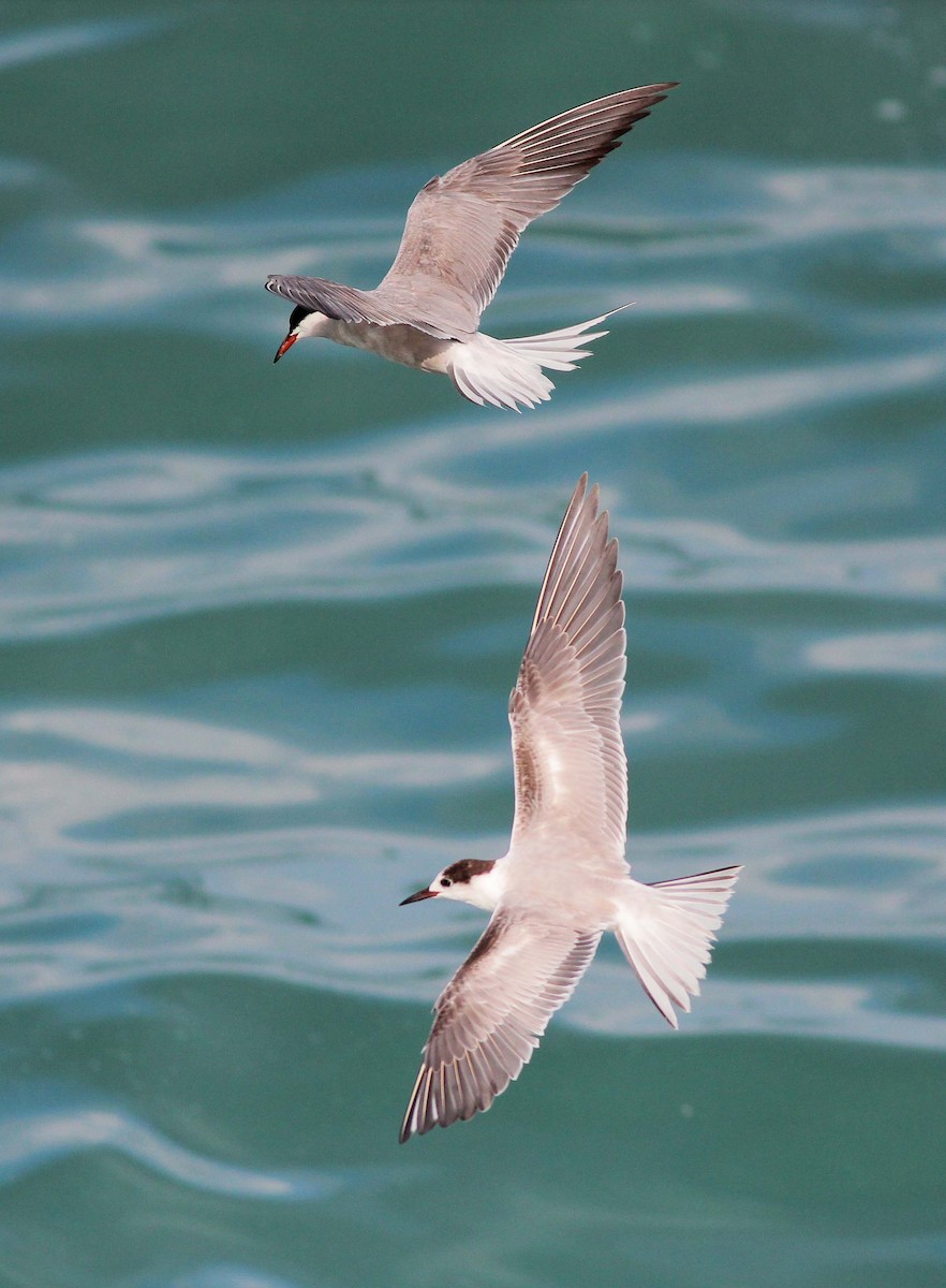 Common Tern - ML35856461