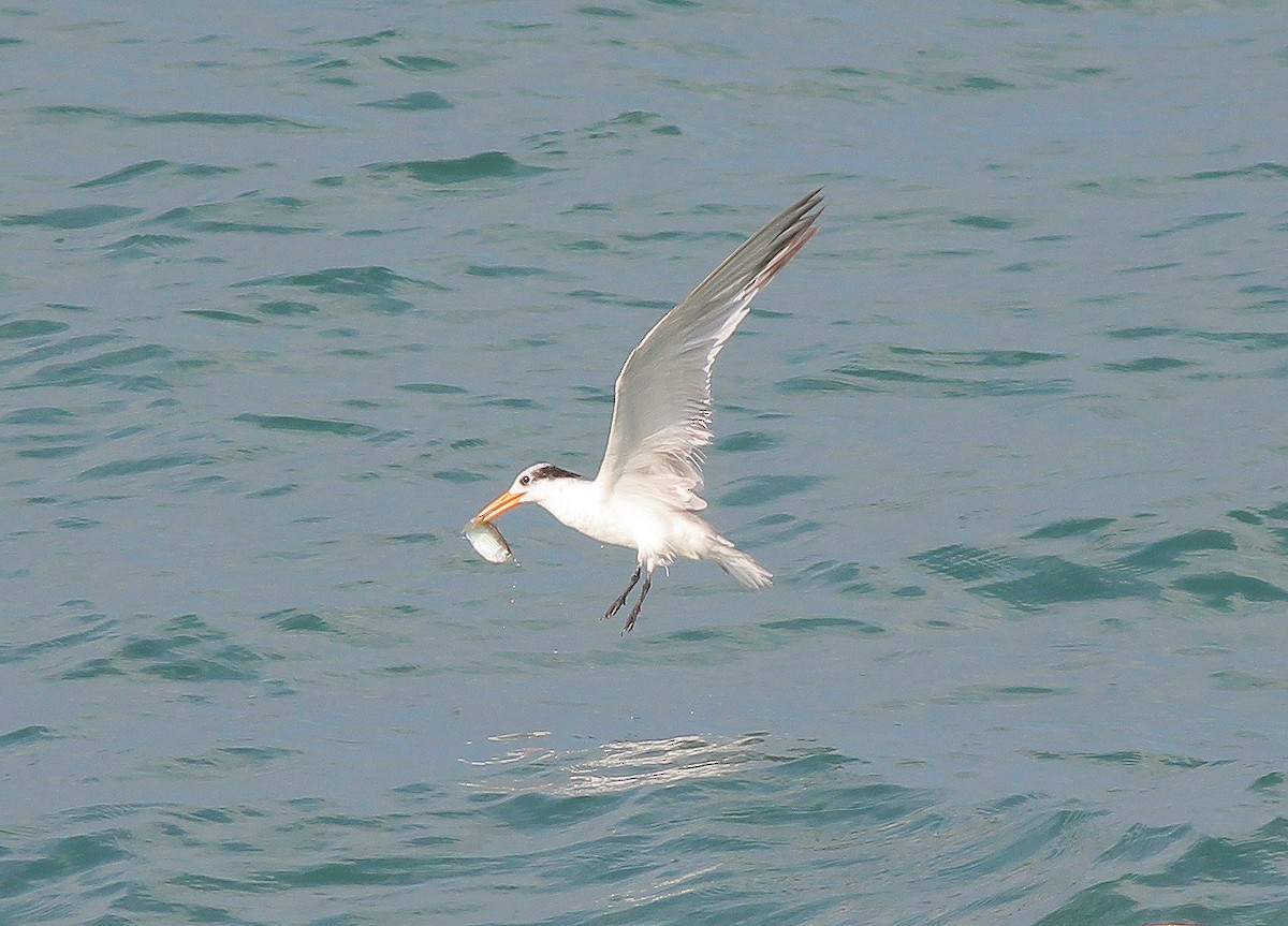 Lesser Crested Tern - ML35856491