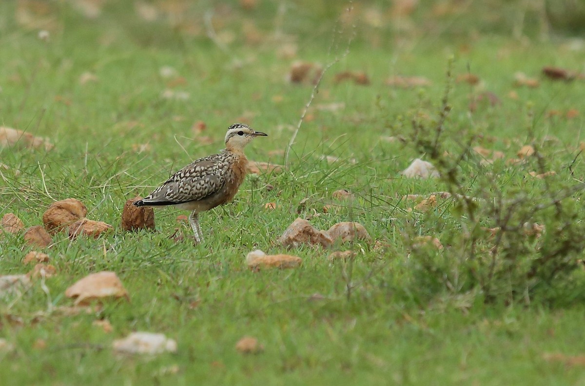 Indian Courser - ML35856741