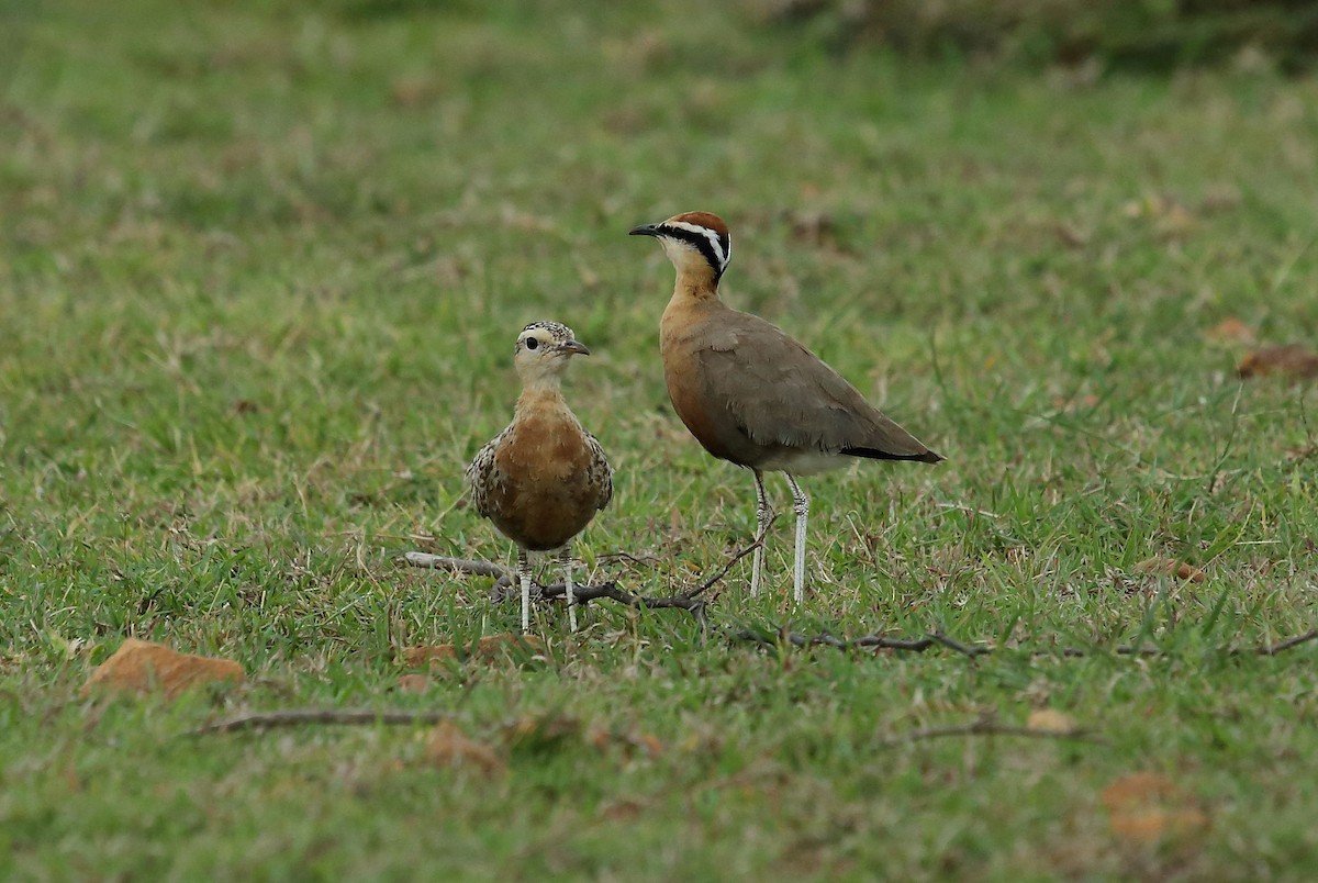 Indian Courser - ML35856751