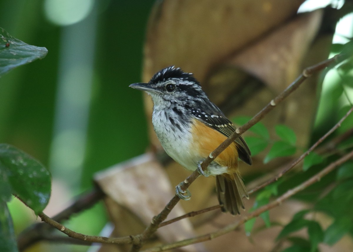 Guianan Warbling-Antbird - ML358569641