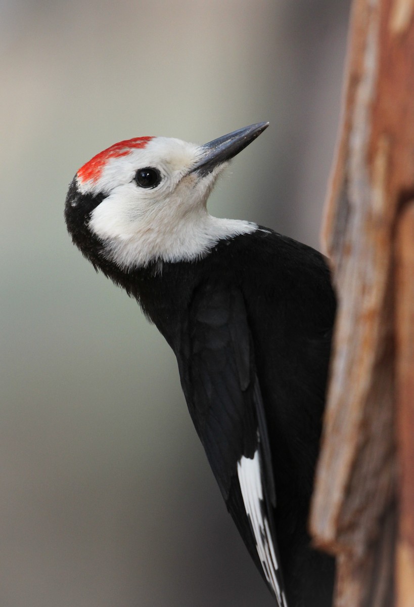 White-headed Woodpecker - Sava Iliev
