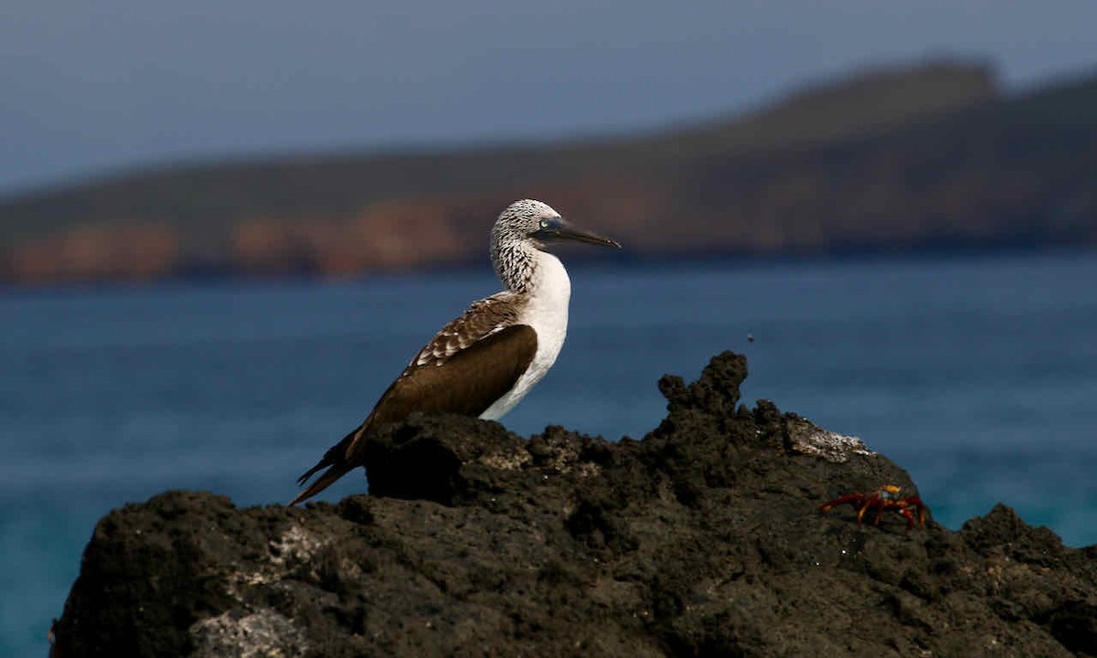 Blue-footed Booby - ML358588281