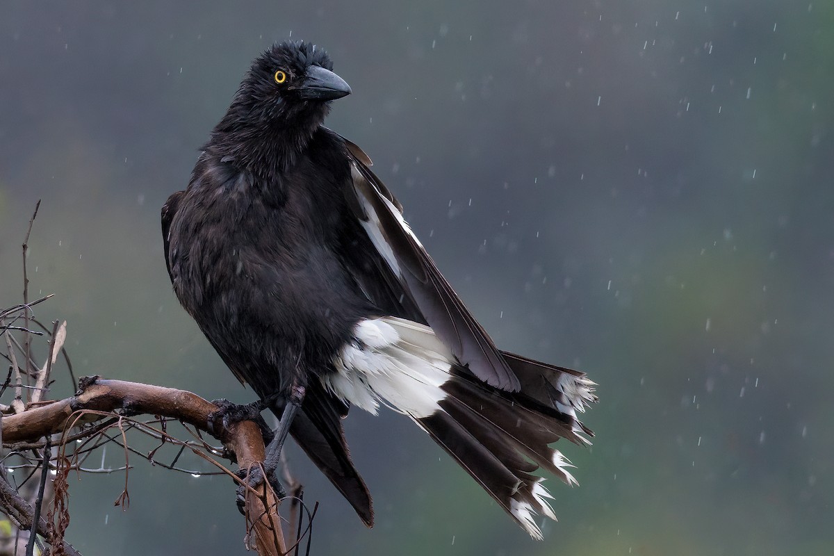 Pied Currawong - ML358589871