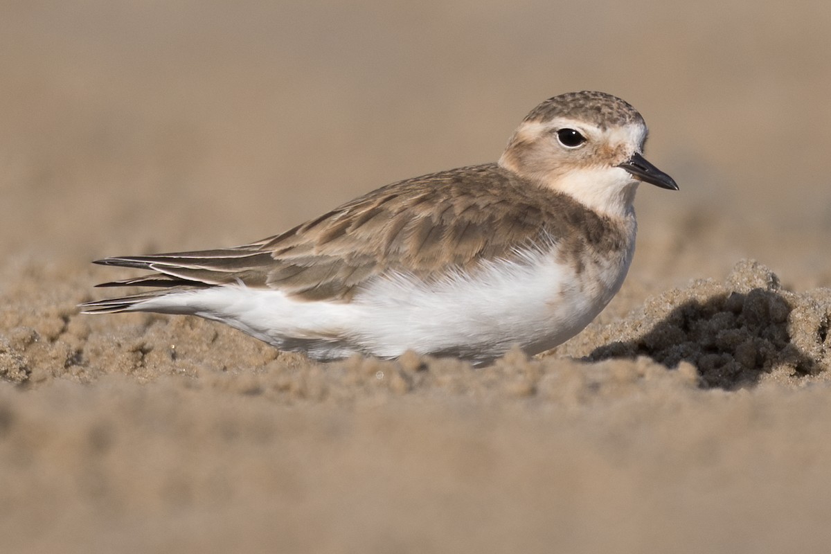 Double-banded Plover - ML358590641