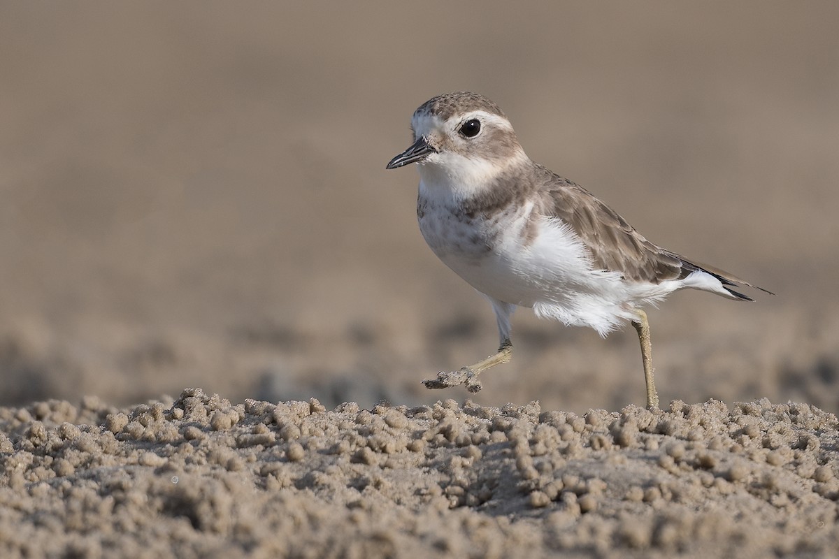 Double-banded Plover - ML358590701