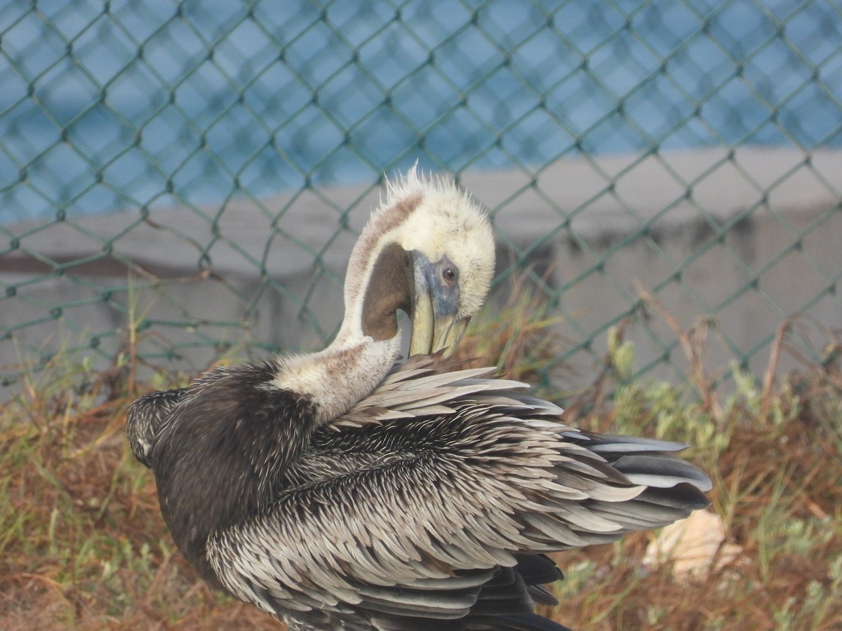 pelikán hnědý - ML358594591
