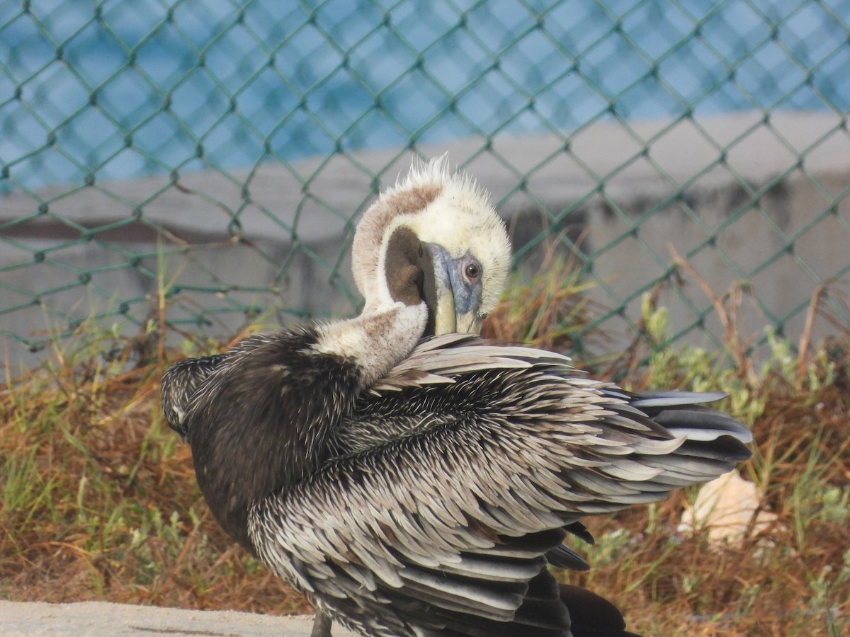 pelikán hnědý - ML358594691