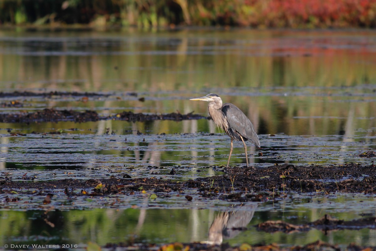 Great Blue Heron (Great Blue) - Davey Walters