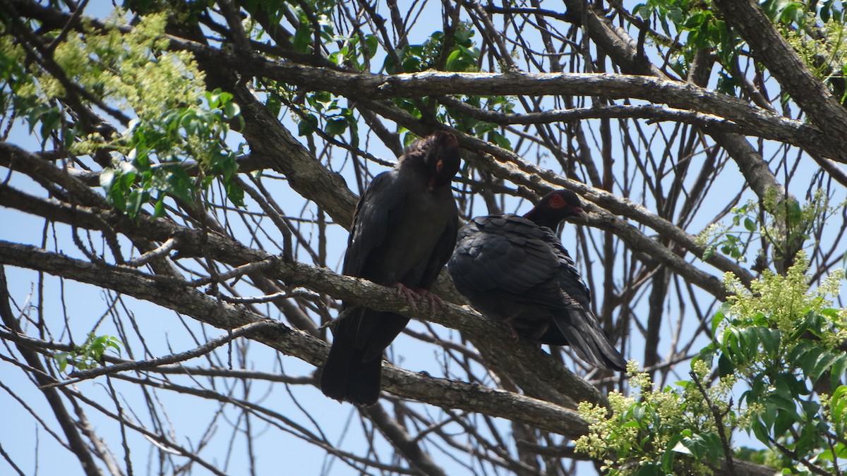 Scaly-naped Pigeon - ML358601691