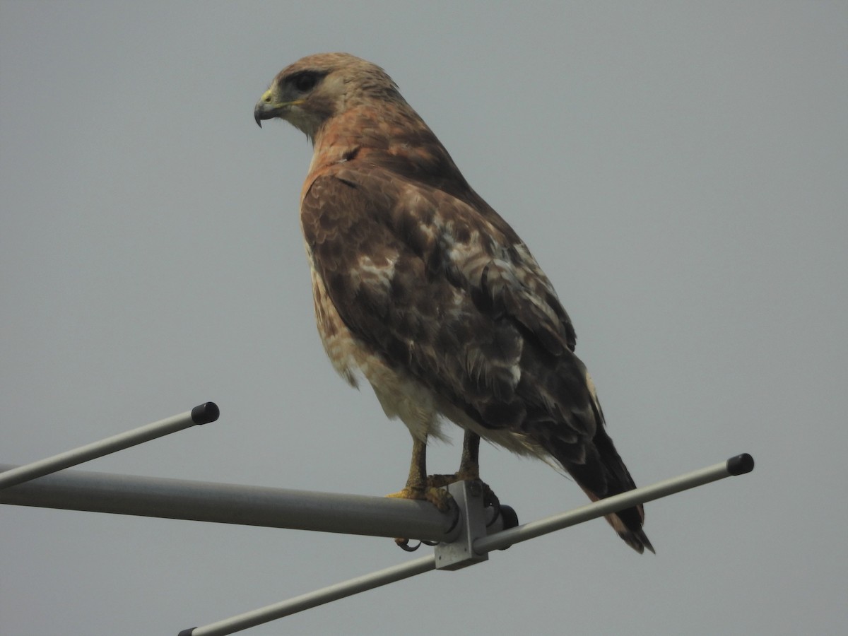 Red-tailed Hawk - ML358603361
