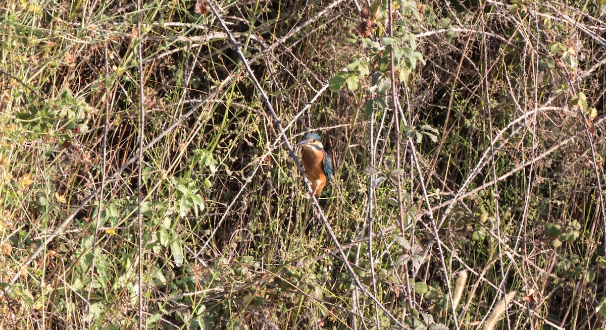 Common Kingfisher - ML358603981