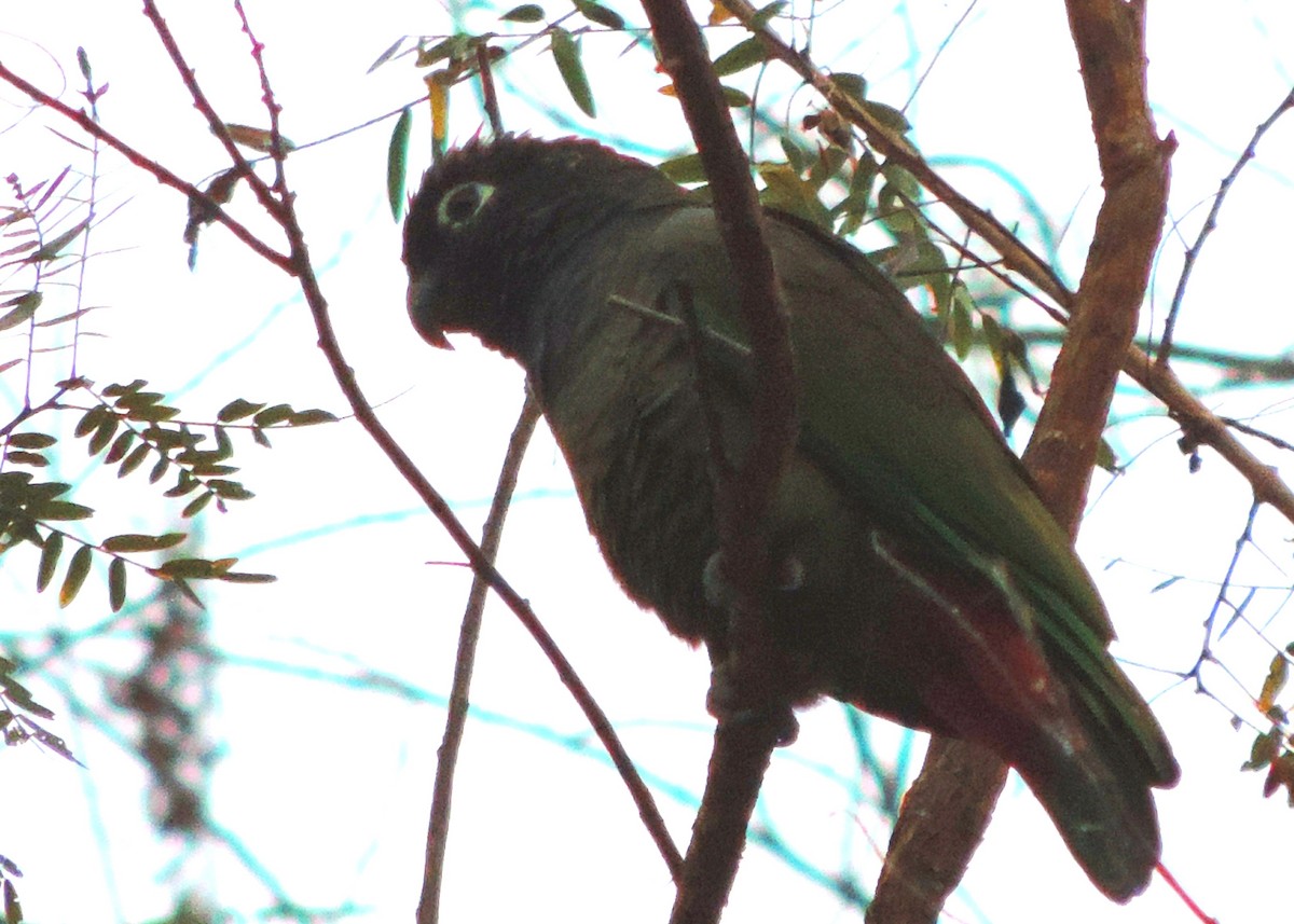 Scaly-headed Parrot - Laurie Koepke