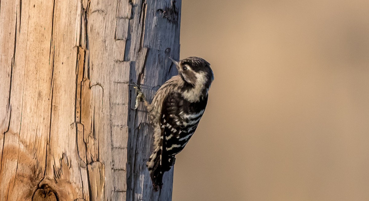 Lesser Spotted Woodpecker - ML358604161