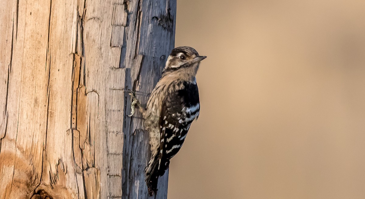 Lesser Spotted Woodpecker - ML358604201