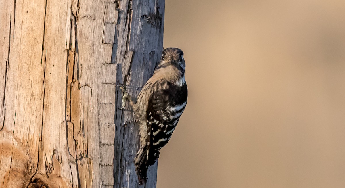 Lesser Spotted Woodpecker - ML358604211