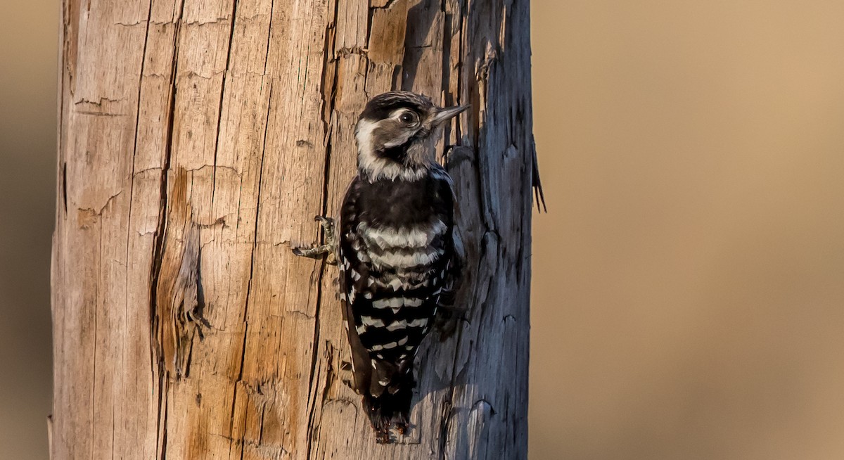 Lesser Spotted Woodpecker - ML358604251