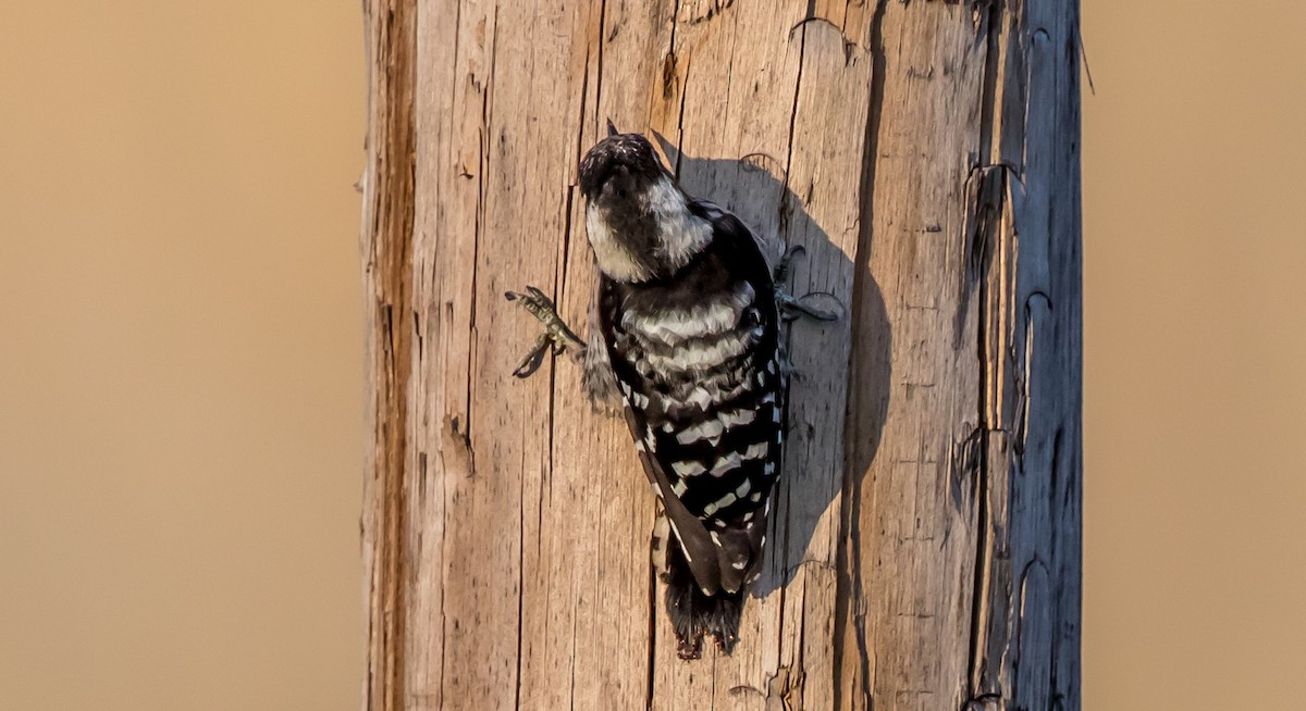 Lesser Spotted Woodpecker - ML358604271