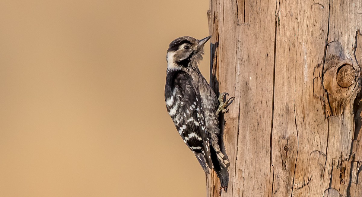 Lesser Spotted Woodpecker - Francisco Pires