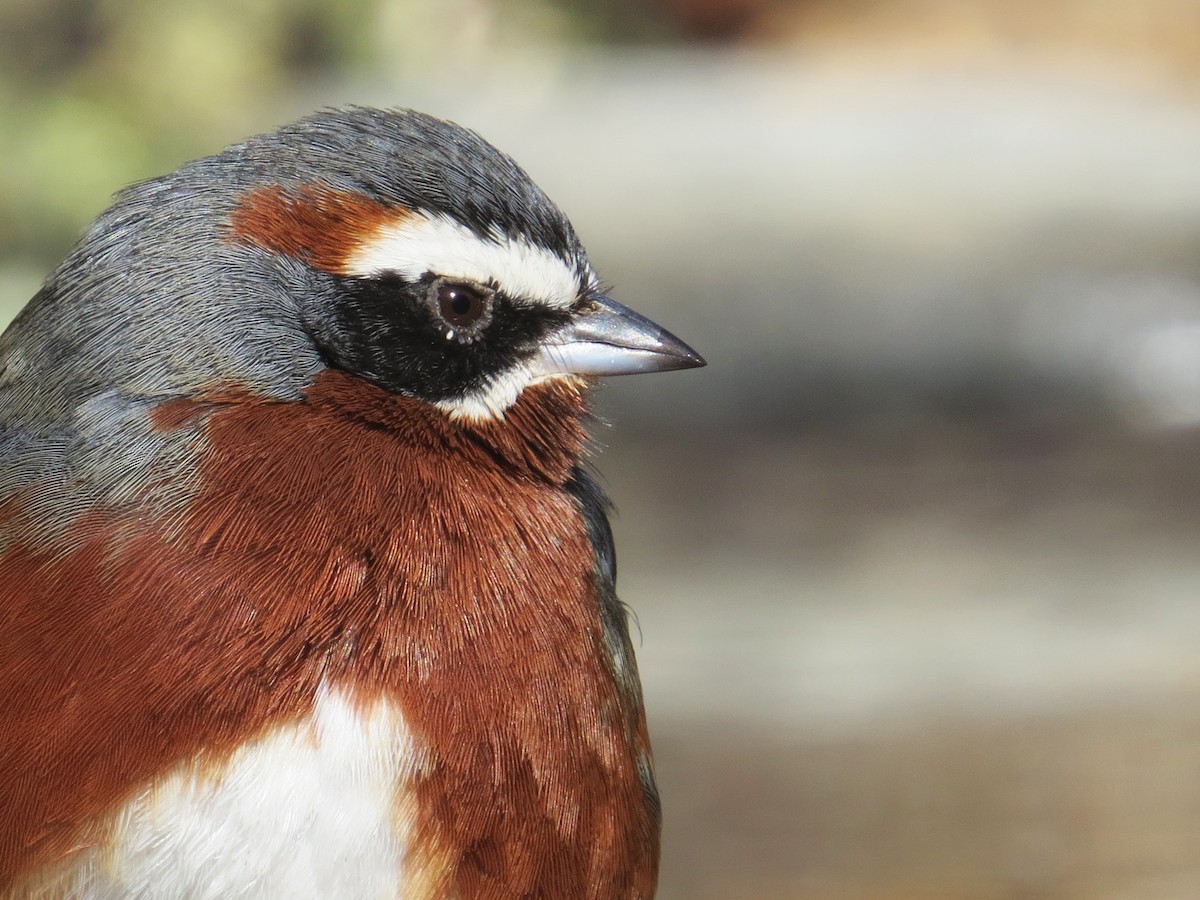 Black-and-chestnut Warbling Finch - ML358607481