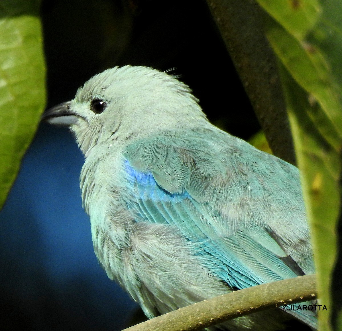 Blue-gray Tanager - ML358608781