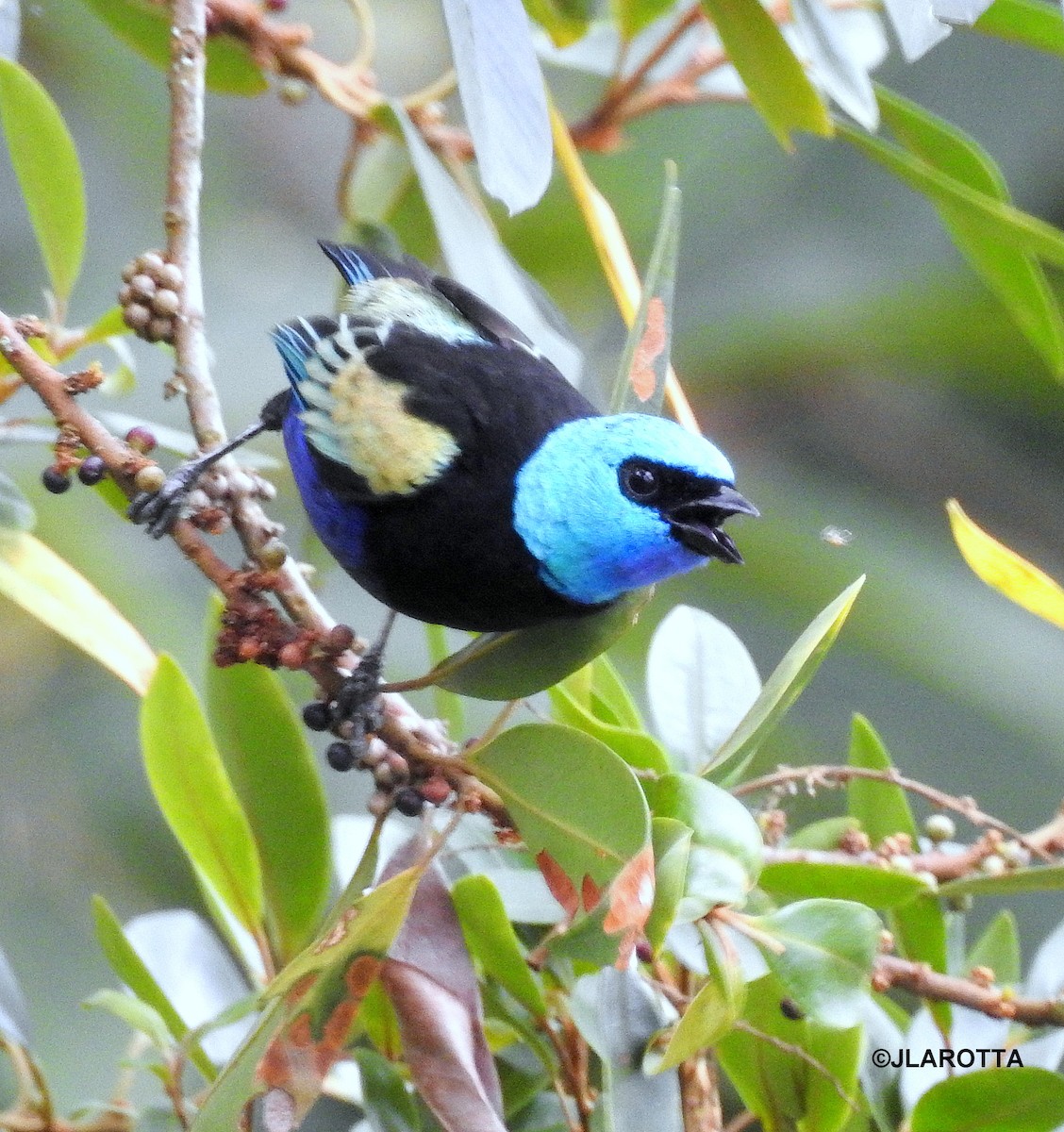 Blue-necked Tanager - ML358608811