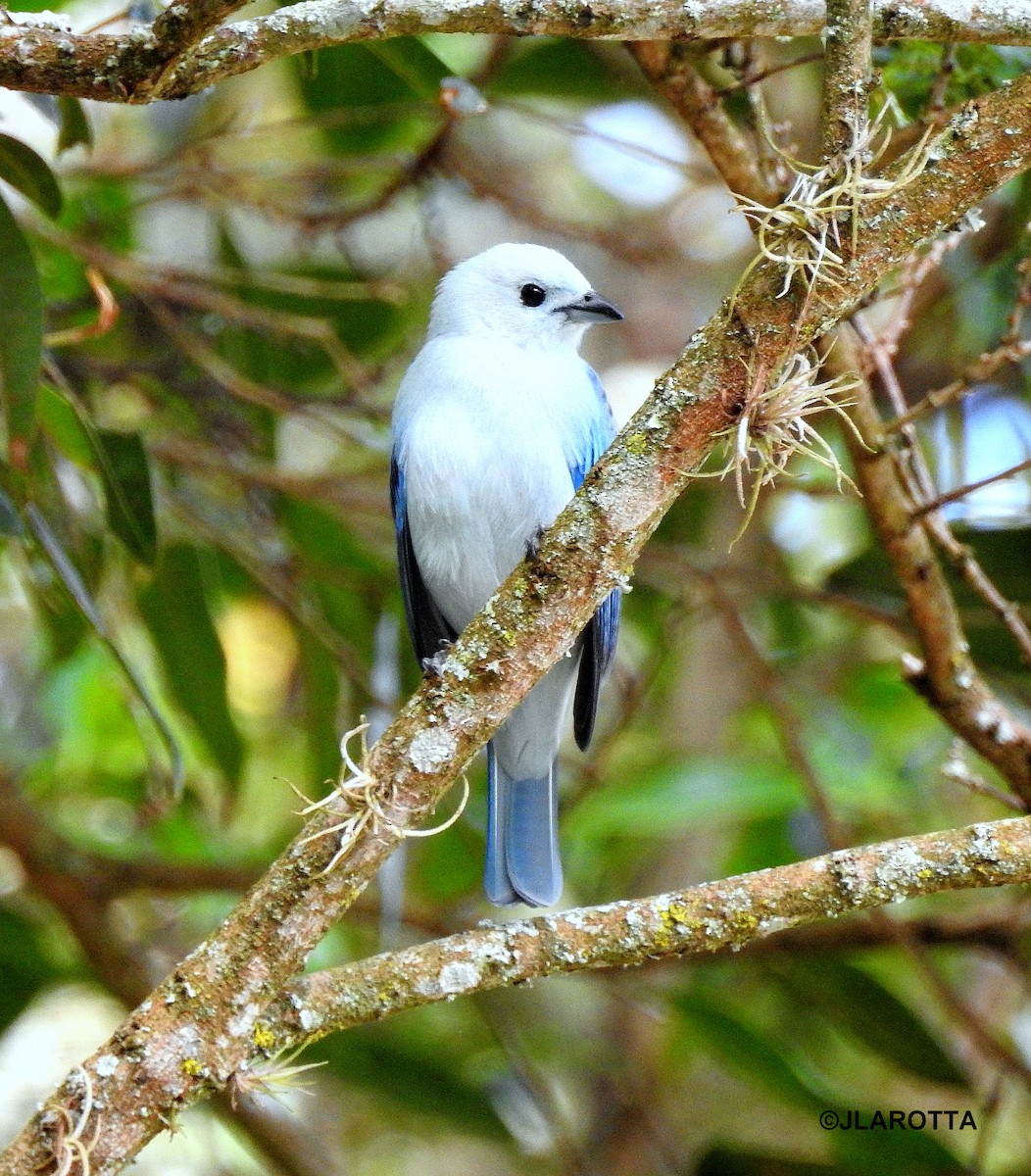 Blue-gray Tanager - ML358608831