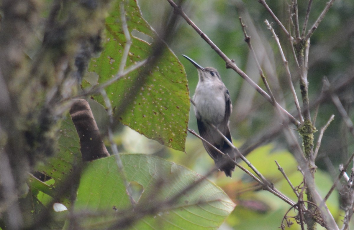 kolibřík klínoocasý (ssp. excellens) - ML358609391