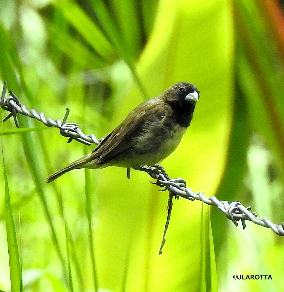 Yellow-bellied Seedeater - ML358609781