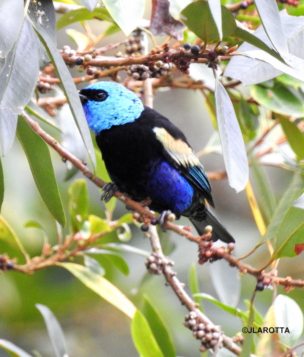 Blue-necked Tanager - ML358611411