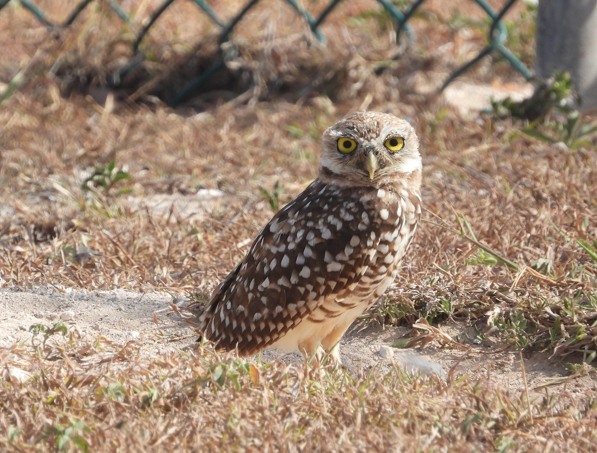 Burrowing Owl - ML358612501