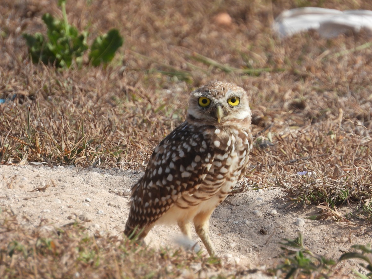 Burrowing Owl - ML358612551