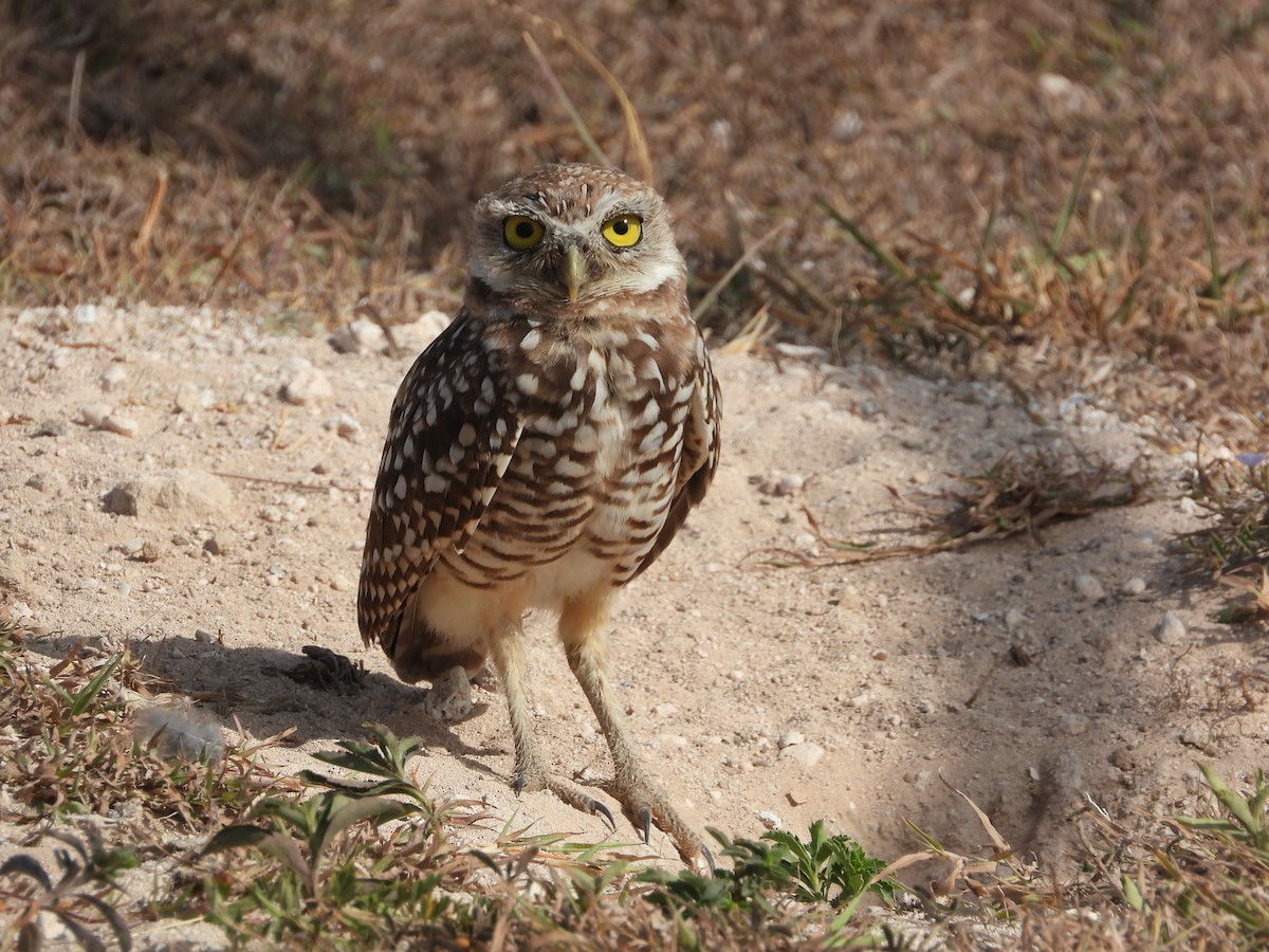 Burrowing Owl - ML358612591